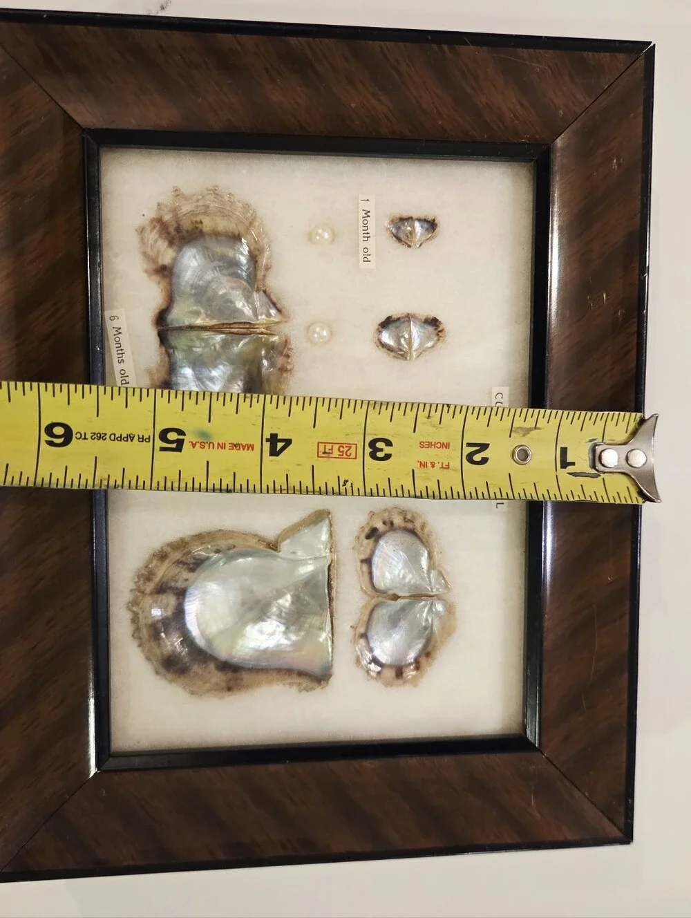 Vtg Cultured Pearls Shells Specimens Framed  Stages Chart Japanese 1940s